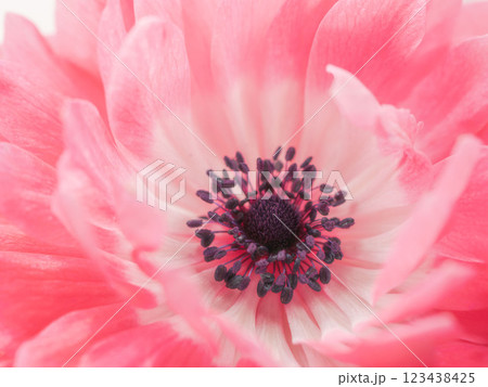 ピンク色のアネモネの花のアップ02 123438425