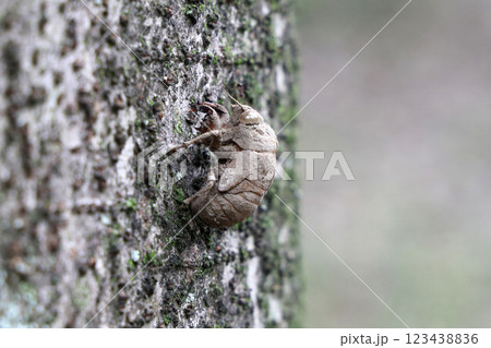ニイニイゼミの抜け殻 ニイニイゼミの抜け殻 123438836