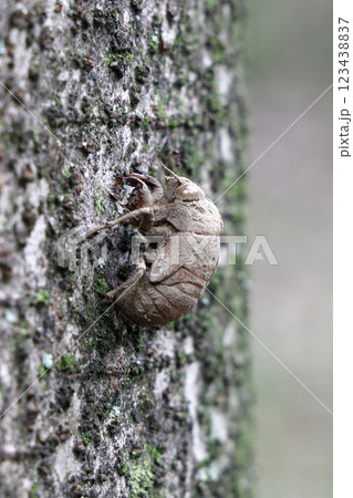ニイニイゼミの抜け殻 123438837