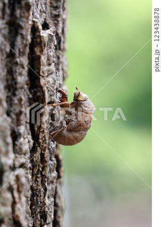 ニイニイゼミの抜け殻 123438878