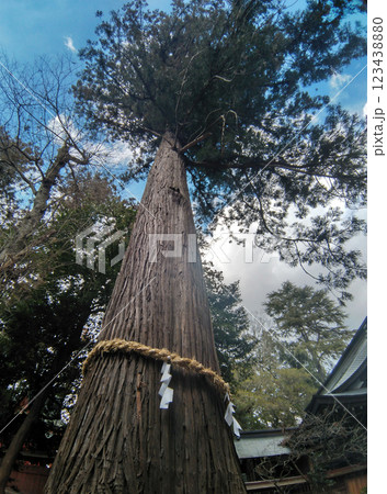 茨城県水戸市飯富町　歴史ある大井神社　御神木の万歩杉 123438880