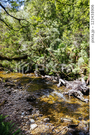 Franklin River Nature Trail in Tasmania Australia Franklin River Nature Trail in Tasmania Australia 123438906