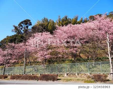 河津桜(君津市北子安) 河津桜(君津市北子安) 123438963