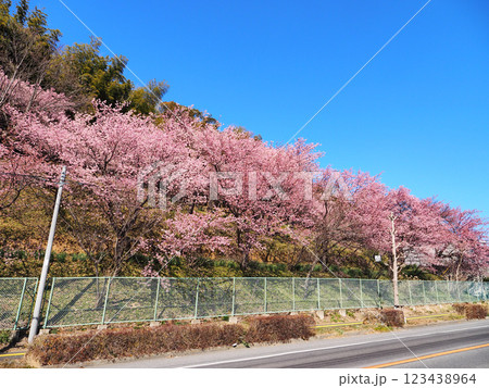 河津桜(君津市北子安) 123438964