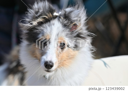 カメラ目線の仔犬のアップ シェルティ (シェットランドシープドッグ) カメラ目線の仔犬のアップ シェルティ (シェットランドシープドッグ) 123439002