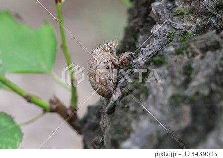ニイニイゼミの抜け殻 ニイニイゼミの抜け殻 123439015