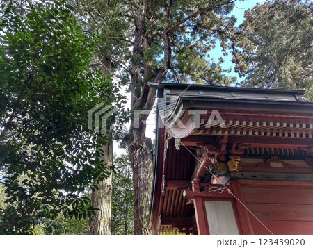 茨城県水戸市飯富町　歴史ある大井神社　御神木の夫婦杉 123439020