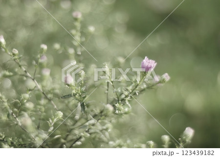 Single purple wildflower blooming amidst green foliage, captured with a dreamy bokeh effect. The blurred background creates a soft, ethereal atmosphere 123439182