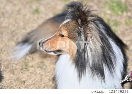 シェルティのお散歩　（シェットランドシープドッグ） 123439221