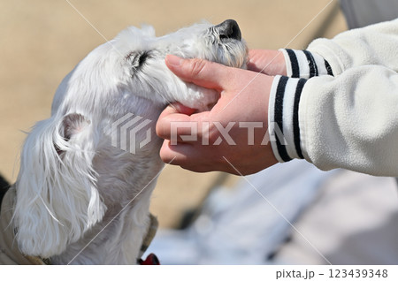 飼い主と触れ合うミニチュアシュナウザー 123439348