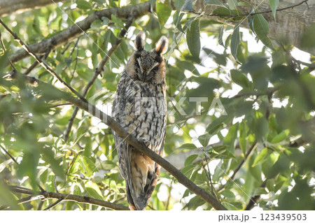 トラフズク 123439503