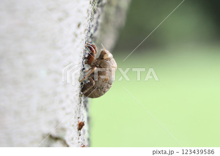 ニイニイゼミの抜け殻 ニイニイゼミの抜け殻 123439586