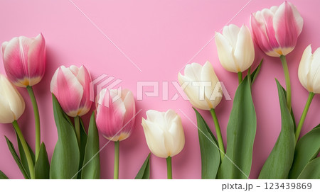 ピンクの背景に並ぶ春のチューリップ 123439869