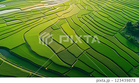 空撮で捉えた田植えシーズンの幾何学的風景 空撮で捉えた田植えシーズンの幾何学的風景 123439878