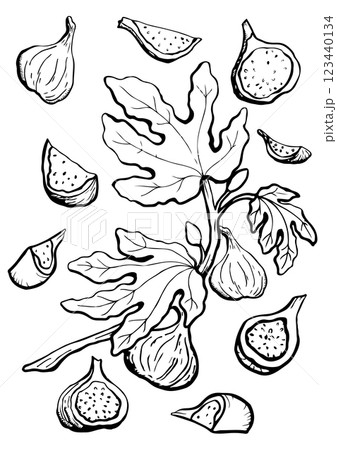 figs branch with fruit and leaf vector sketch figs branch with fruit and leaf vector sketch 123440134