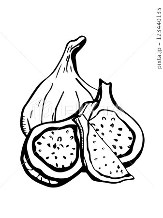 figs fruit vector sketch 123440135