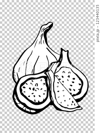 figs fruit vector sketch 123440135