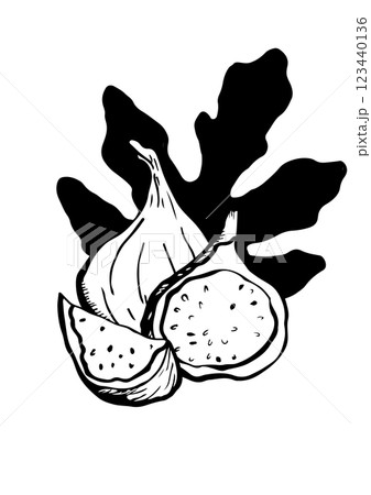figs fruit and leaf vector sketch 123440136