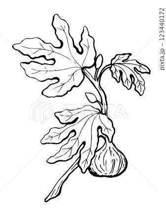 figs branch with fruit and leaf vector sketch figs branch with fruit and leaf vector sketch 123440172