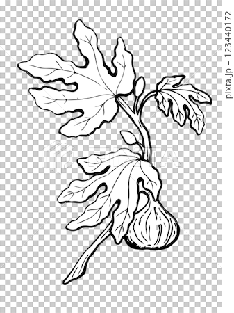 figs branch with fruit and leaf vector sketch figs branch with fruit and leaf vector sketch 123440172