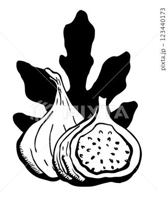 figs fruit and leaf ector sketch figs fruit and leaf ector sketch 123440173