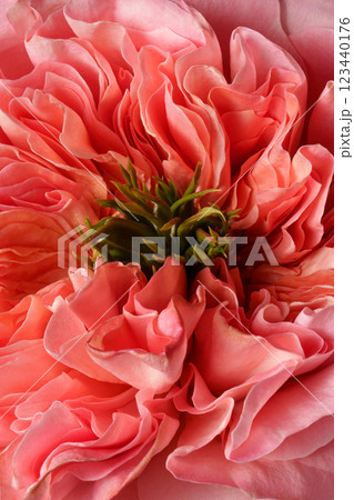 Aesthetic pink rose, macro photo. Fashion photo. Professional light. Background picture. Mandarin expression. 123440176