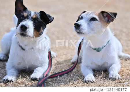 フセ・マテ　見上げてアイコンタクト　2匹のジャックラッセルテリア 123440177