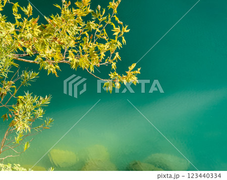 Green leaves against the background of azure transparent water in a mountain river 123440334