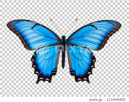 Top view of single blue butterfly isolated on transparent background. 123440892