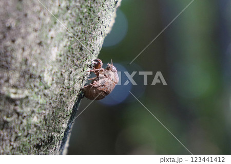 ニイニイゼミの抜け殻 ニイニイゼミの抜け殻 123441412