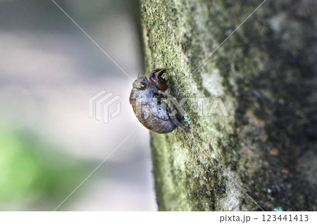 ニイニイゼミの抜け殻 123441413