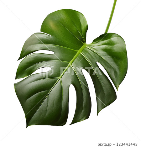 Monstera Deliciosa Leaf with Lush Green Foliage 123441445