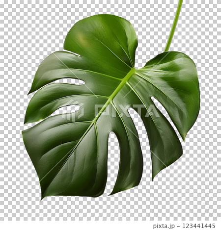 Monstera Deliciosa Leaf with Lush Green Foliage 123441445