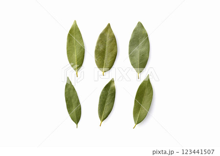 ローリエの葉 123441507