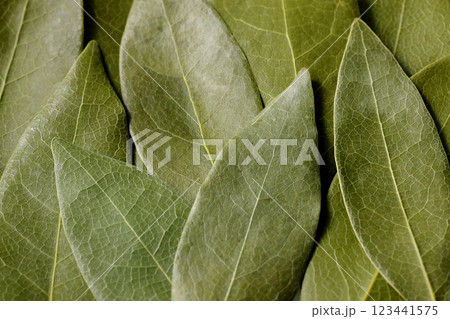 ローリエの葉 123441575