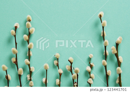 Spring background with willow sprigs with fluffy buds on green mint background. Space for your text. Spring background with willow sprigs with fluffy buds on green mint background. Space for your text. 123441701