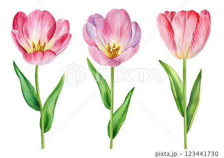 Spring tulips watercolor illustration, realistic botanical artwork. Blooming pink tulip flowers, leaves clipart design Spring tulips watercolor illustration, realistic botanical artwork. Blooming pink tulip flowers, leaves clipart design 123441730