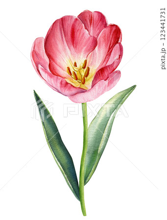 Tulip flower clipart. Hand-painted tulips in watercolor style, elegant floral design with pink petals and green stems Tulip flower clipart. Hand-painted tulips in watercolor style, elegant floral design with pink petals and green stems 123441731