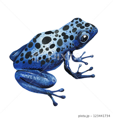 blue exotic colorful poison dart frog, tree frogs watercolor illustration isolated. Tropical wildlife amphibians clipart blue exotic colorful poison dart frog, tree frogs watercolor illustration isolated. Tropical wildlife amphibians clipart 123441734