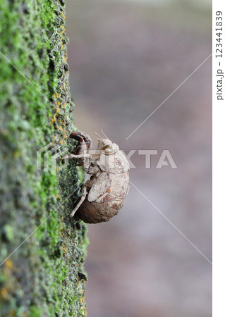 ニイニイゼミの抜け殻 123441839