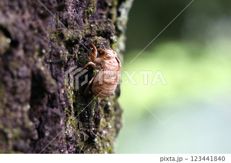 ニイニイゼミの抜け殻 123441840