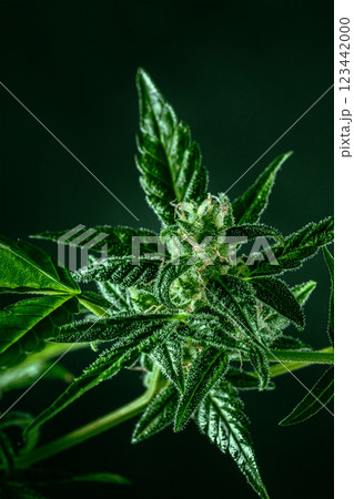 Cannabis plant with green leaves and white flowers, with trichomes 123442000