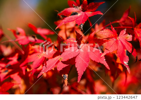 色づく紅葉 色づく紅葉 123442647