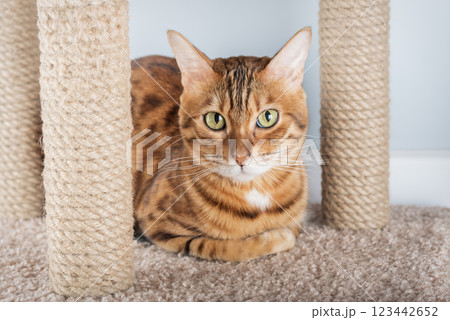Bengal cat sitting on scratching post 123442652