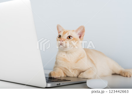 Cat works on computer at home or in office. 123442663