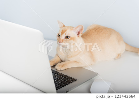Cat works on computer at home or in office. 123442664