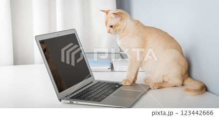 Cat works on computer at home or in office. 123442666