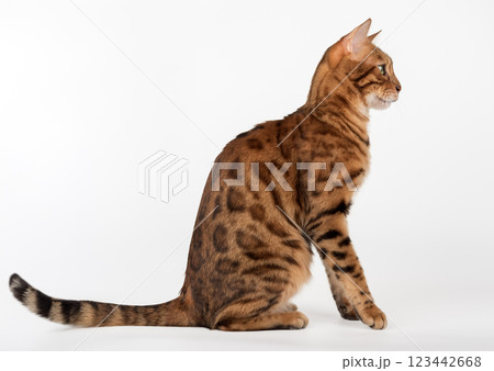 Portrait of a Bengal cat. Side view. 123442668