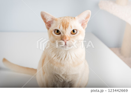 Portrait of a cute domestic cat. 123442669