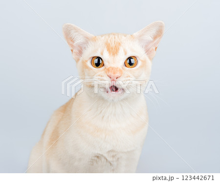 Shocked domestic cat, cat scared or surprised. 123442671